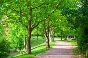 Élagage d'arbre dans Lanaudières et environs - Services d'arbres Messier à l'Épiphanie