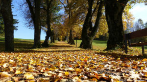 Estimation gratuite à Terrebonne - Service d'arbres Messier à l'Épiphanie