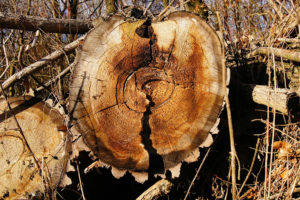 Abattage d’arbre dans Lanaudière - Services d'arbres Messier à l'Épiphanie