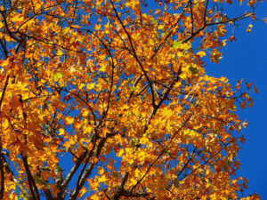 Services d'arbres dans Lanaudière - Services d'arbres Messier à L'Épiphanie