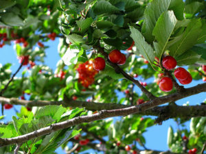 Taille de formation et taille des arbres fruitiers dans Lanaudière - Services d'arbres Messier à l'Épiphanie