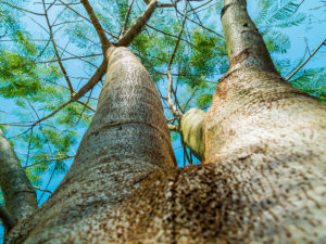 Service de haubanage et plantation dans Lanaudière - Services d'arbres Messier à l'Épiphanie