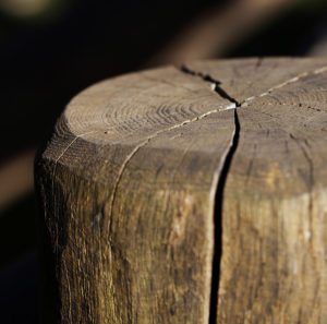 Enlèvement de souche d'arbre à Mascouche - Services d'arbres Messier à l'Épiphanie