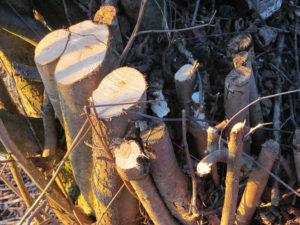 Service de déboisement à Laval - Service d’arbres Messier à l'Épiphanie