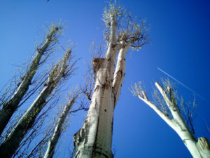 Élagage d'arbre à l'Assomption - Services d'arbres Messier à l'Épiphanie