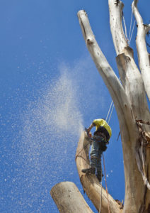 Élagage d'arbre à l'Assomption - Services d'arbres Messier à l'Épiphanie