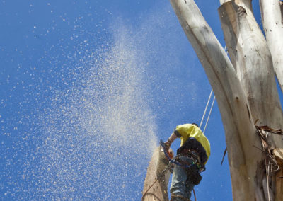 Élagage d'arbre à l'Assomption - Services d'arbres Messier à l'Épiphanie