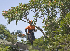 Taille d'arbre fruitier à Mascouche - Services d'arbres Messier à l'Épiphanie