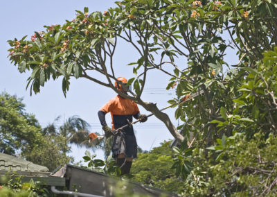 Taille d'arbre fruitier à Mascouche - Services d'arbres Messier à l'Épiphanie