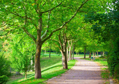 Services d'arbres à Mascouche - Services d'arbres Messier à l'Épiphanie