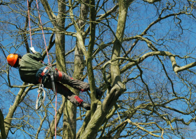 Élagage d'arbre à Montréal-Est - Services d'arbres Messier à l'Épiphanie