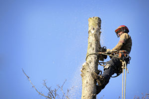 Élagage d'arbre à Terrebonne - Services d'arbres Messier à l'Épiphanie
