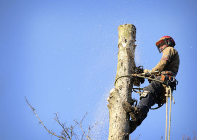 Élagage d'arbre à Terrebonne - Services d'arbres Messier à l'Épiphanie